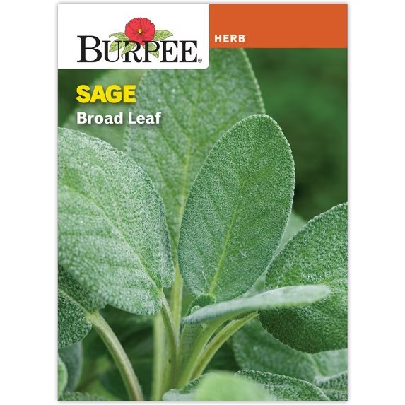 Broad Leaf