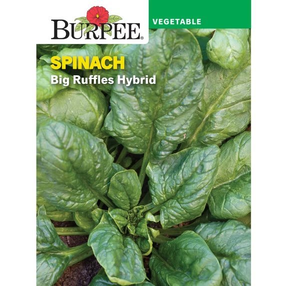 Big Ruffles Hybrid packet
