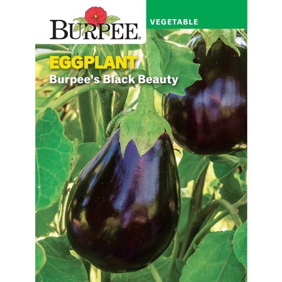 Black Beauty packet